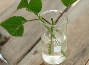 Метод за размножаване на рози чрез отглеждане на корените на резници във вода