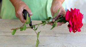 Описание на метода за размножаване на рози чрез наслояване у дома