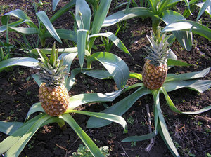 Mga pineapples ng greenhouse