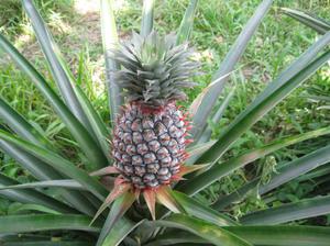Hvordan dyrke ananas