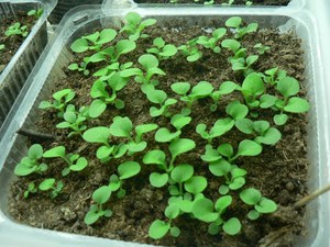 Thuiskweekmethoden voor begonia's