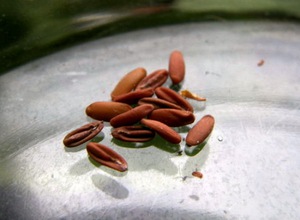 Caratteristiche della scelta dei semi di geranio e della loro preparazione per la semina