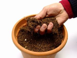 תיאור שיטת הכנת האדמה לשתילת זרעי פלרגוניום בבית