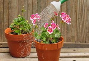 Rules for caring for geraniums at home