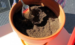 De nuances van de keuze van capaciteit en grondvoorbereiding voor het verplanten van ficus