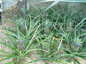 Een karakteristieke beschrijving van ananasplanten