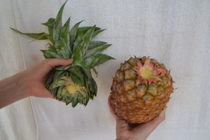 Metode for valg og forberedelse av materiale for å plante ananas