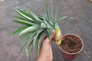 The nuances of planting pineapple at home
