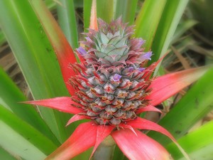 Caratteristiche di stimolare la fioritura dell'ananas a casa