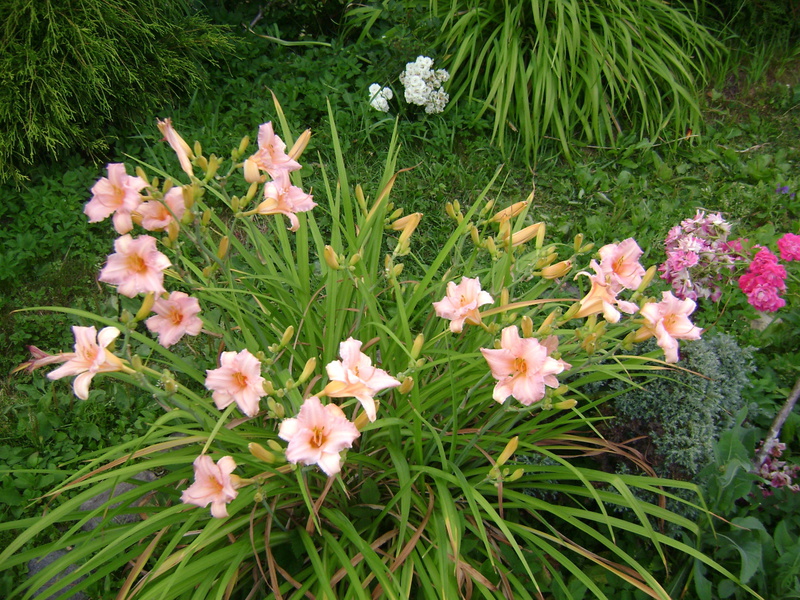 Het uiterlijk van de bloemen van daglelies Margaret Perry