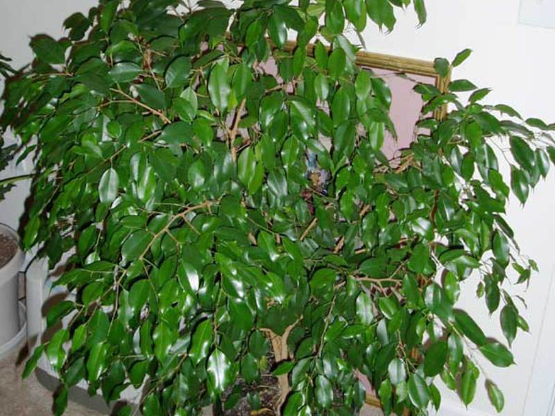 Ficus pianta da interno