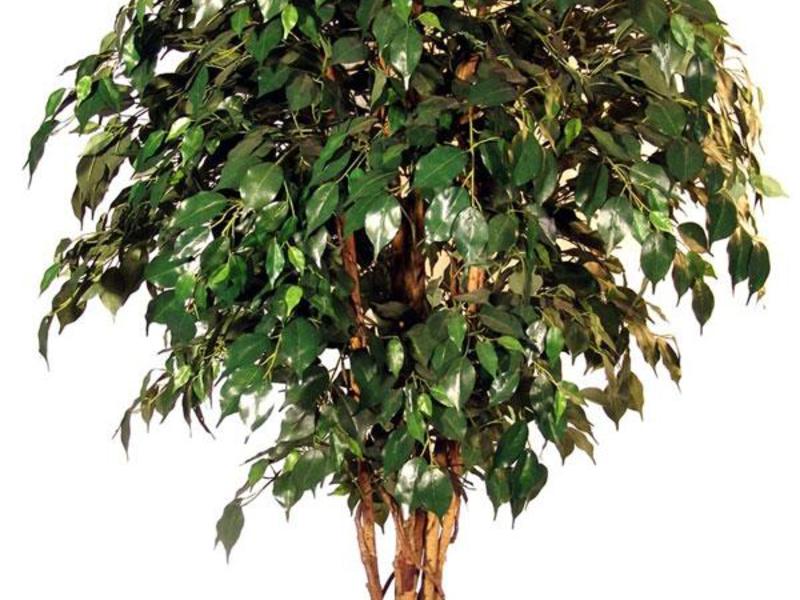 Ficus Benjamin species