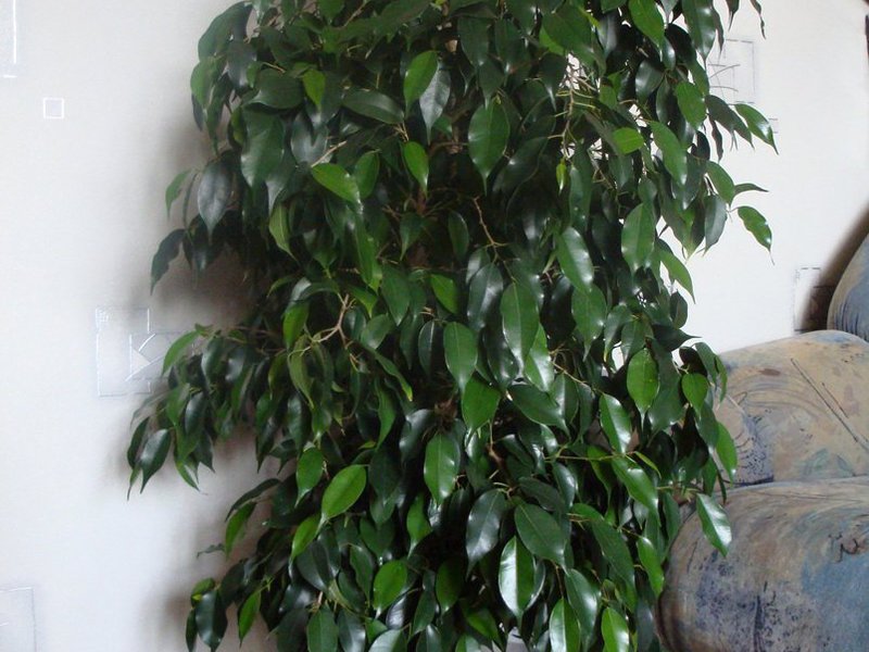 Ficus benjamin στο σπίτι