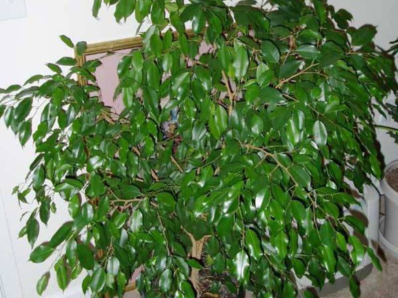 Specie Ficus Benjamin
