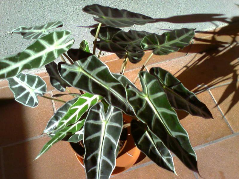 Eigenschappen van alocasia amazon plant