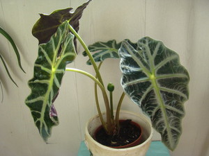 Description of alocasia plants