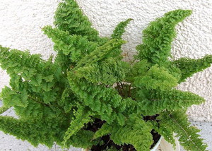 Ang ornamental fern ay maaaring itanim sa bahay.