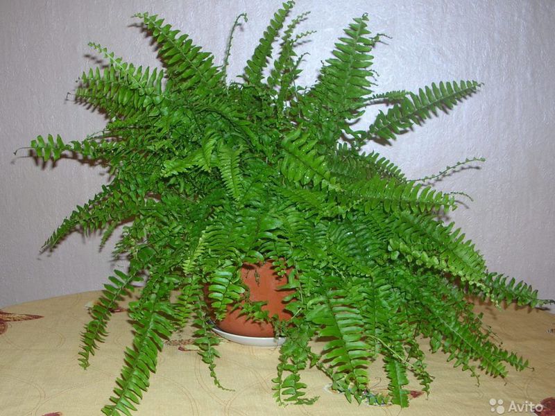 يمكن حفظ نبات السرخس في وعاء في شقة.