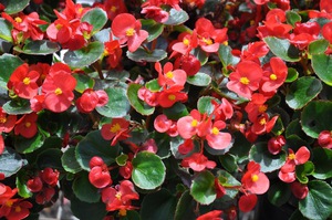 Begonia: caratteristiche e cura della pianta