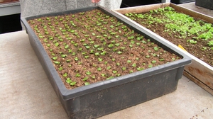 Mudas de begônia em caixas - crescendo a partir de sementes