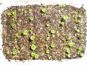 Begonia groeit eenvoudig uit zaden, hij wordt thuis geplant.