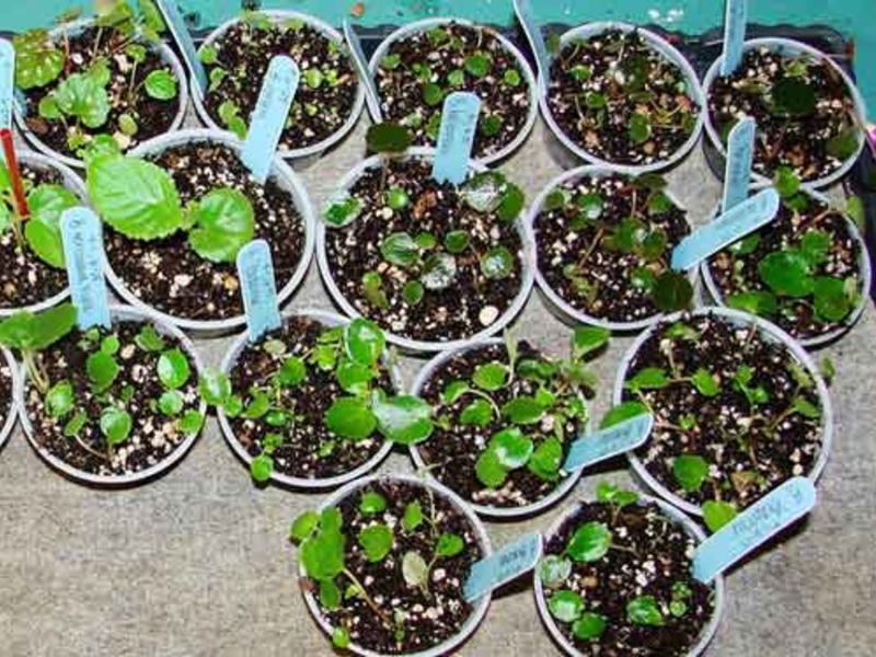 Begonia siemenistä kasvaa taimien muodossa, minkä jälkeen se tarvitsee elinsiirron