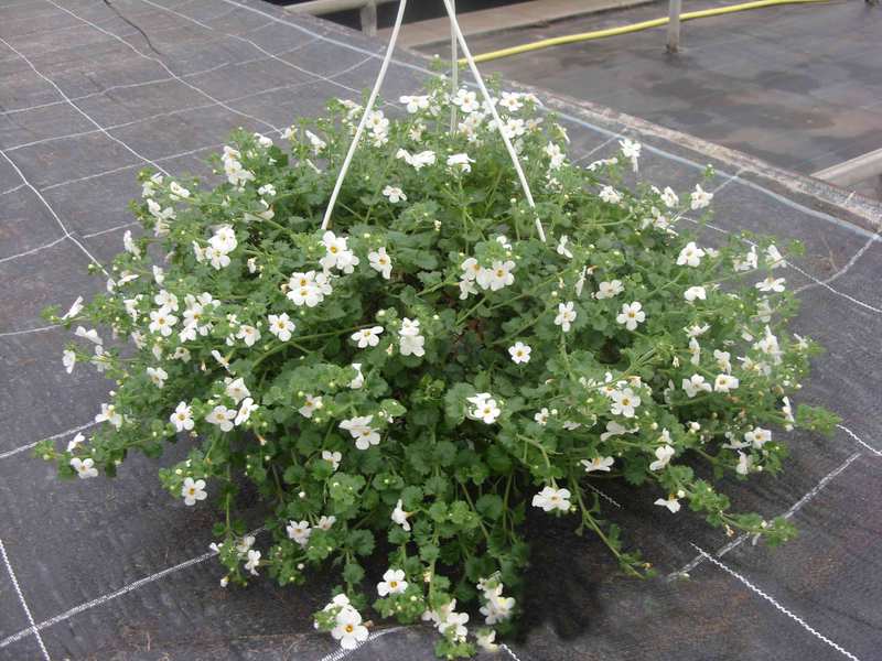 Bacopa is een van de nieuwe hanging basket planten