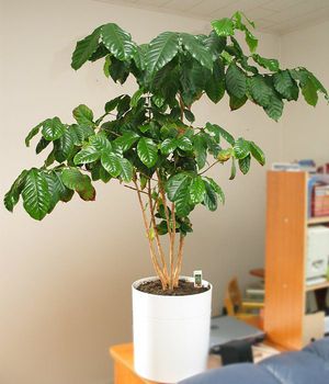 Come far crescere una pianta del caffè