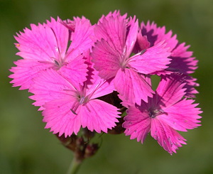 Pagkakaiba-iba ng Carnation