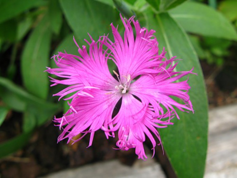 Field carnation