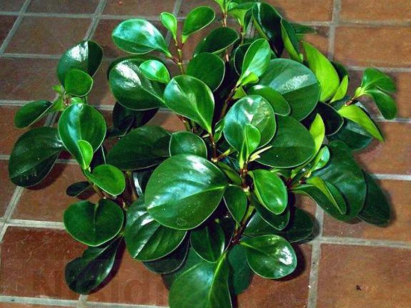 Peperomia and features of caring for her