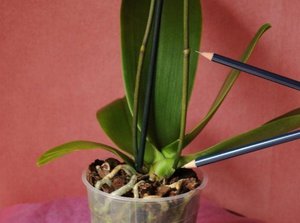 Характеристики на грижите за орхидеите