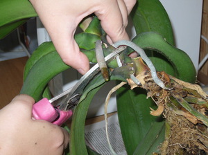 Как да трансплантирате орхидея у дома