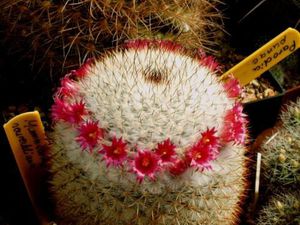 Irigasyon at pagtutubig ng isang cactus