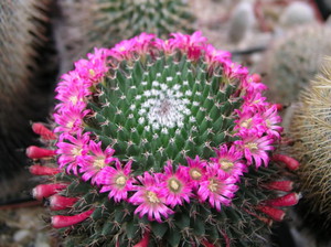 Verzorging en teelt van de Mammillaria-cactus