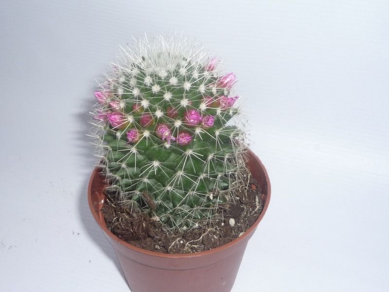 Hoe de cactus bloeit