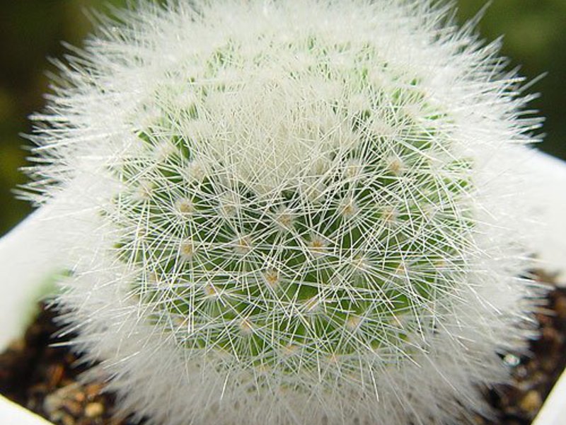 Kenmerken van de mammillaria-cactus