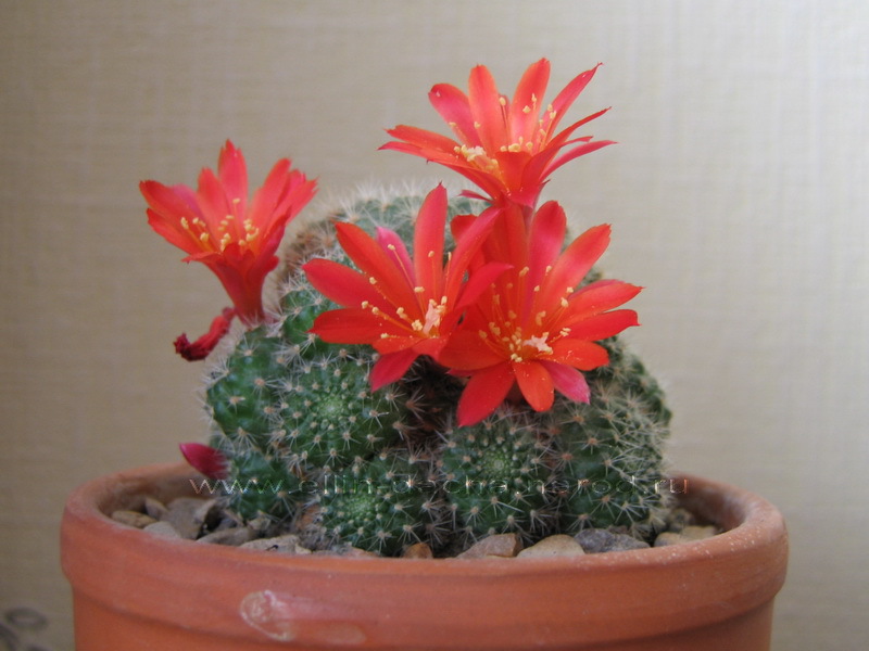 Mammillaria - pieni kaktus