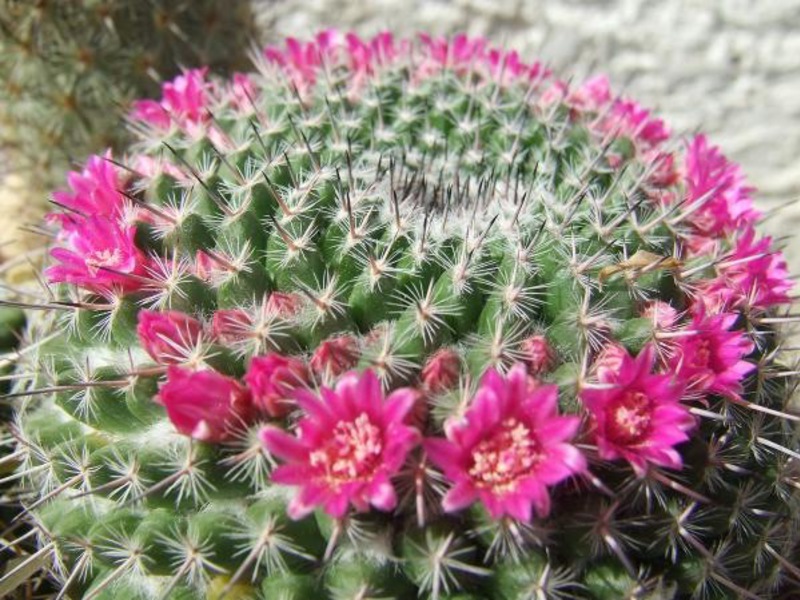 Kleine cactussen hebben de vorm van een bal
