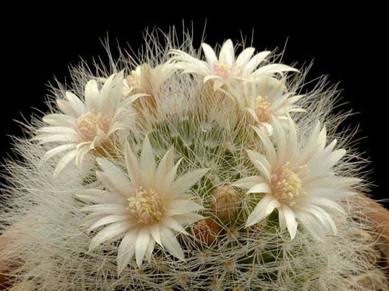 Cactussen - een doornig wonder