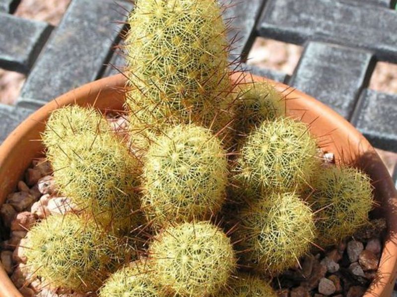 Mammillaria kaktuso priežiūra ir auginimas