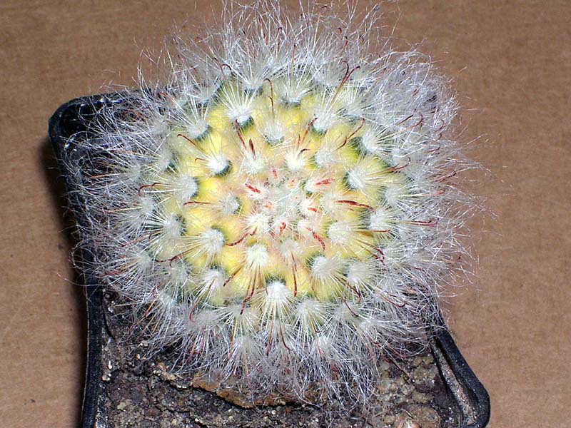 Come fiorisce il cactus Mammillaria