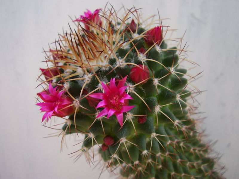 Mga tampok sa pag-aalaga para sa isang cactus