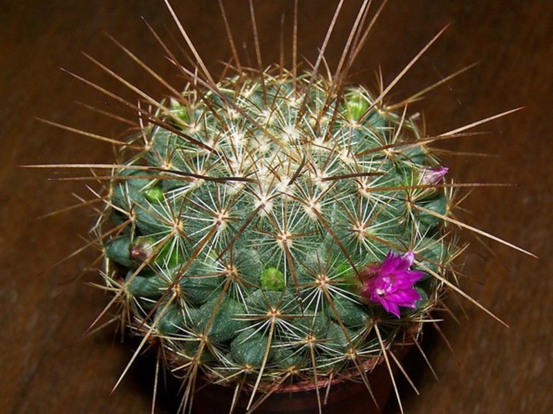 Mammillaria - maliit na cactus