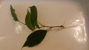 Ficus Benjamin etenee pistokkailla