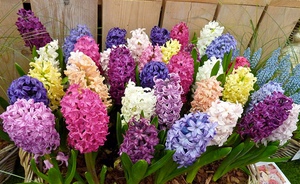  Hyazinthen sind wunderschöne Blumen, die Sie auf der Baustelle und zu Hause begeistern können.