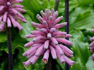 Weltheimia és una planta bulbosa amb floració inusual.