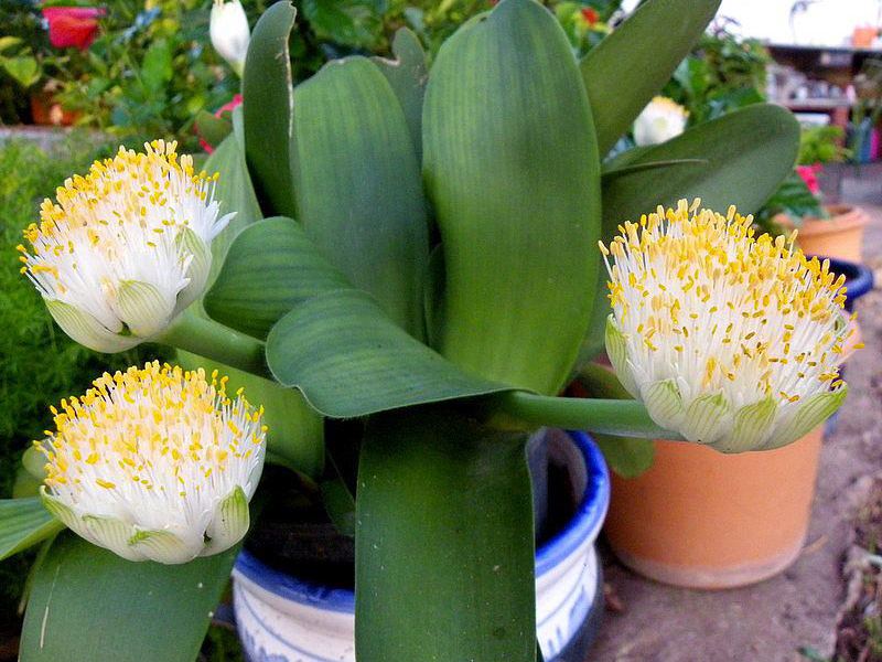 Il Gemantus a fiore bianco ha bisogno di un vaso grande.