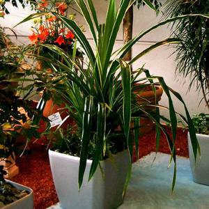 Pandanus thuis - hoe een plant correct te laten groeien?