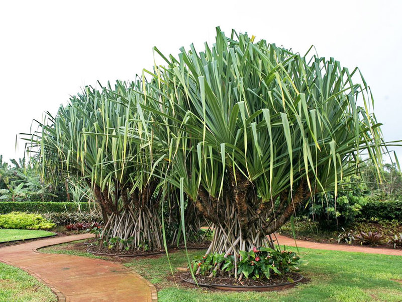 Pandanus Veicha هو نبات كبير يسمى أحيانًا شجرة النخيل.